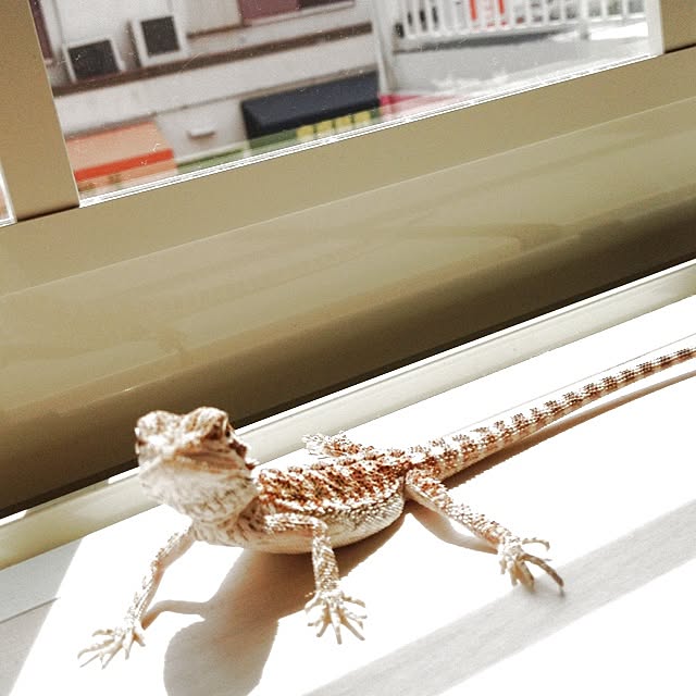 Chikaさんの実例写真