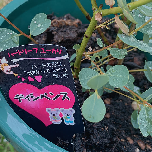 maymamさんの実例写真