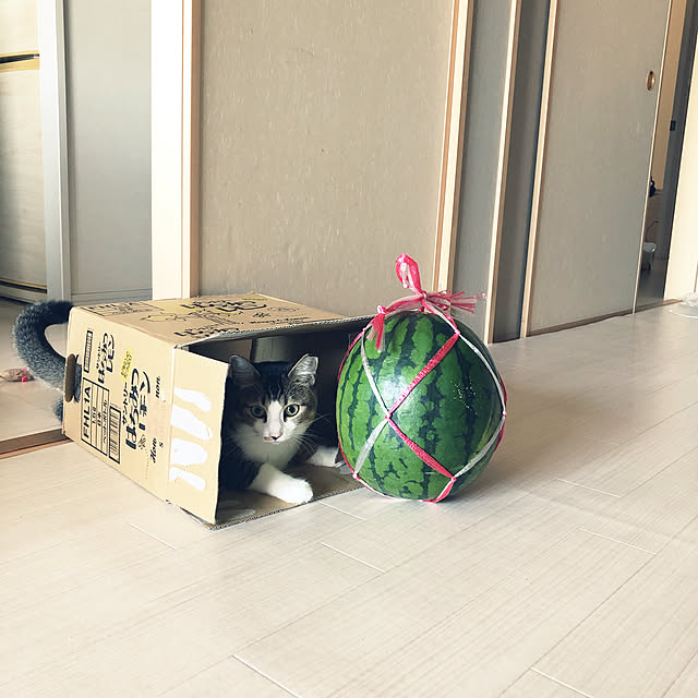nekomiさんの実例写真