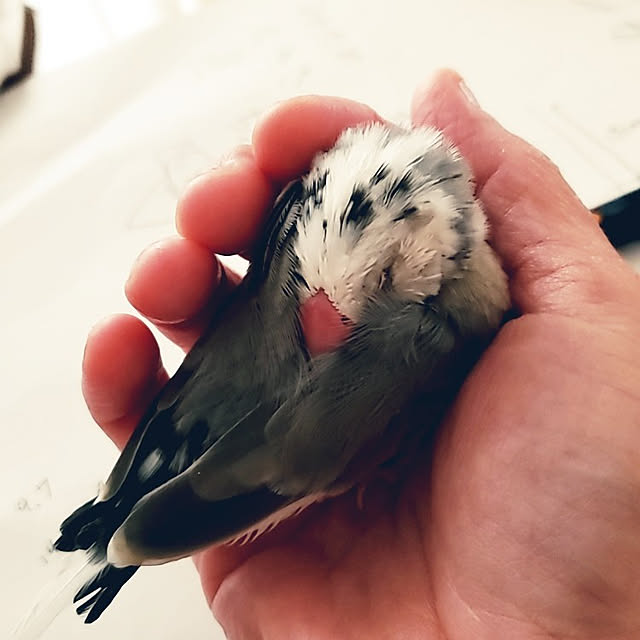 miniさんの実例写真