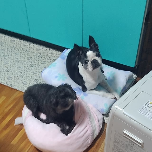 boston5757さんの実例写真