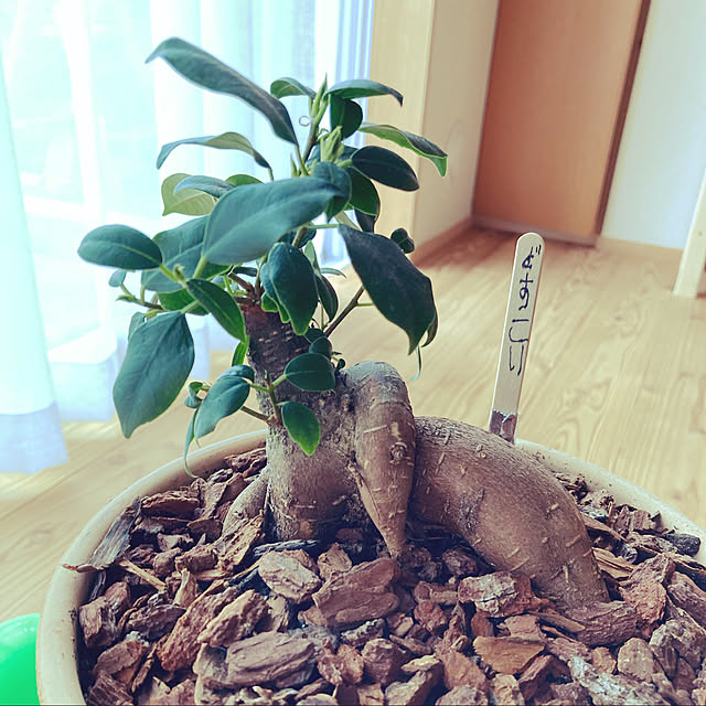suzuさんの実例写真