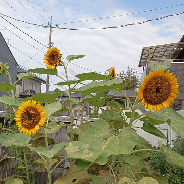 sa.yさんの実例写真