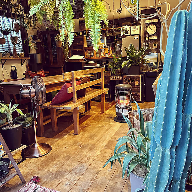 植物/ウッドデッキ/雑貨/フェンスを高くしました/ビカクシダ...などのインテリア実例 - 2023-01-29 22:26:35