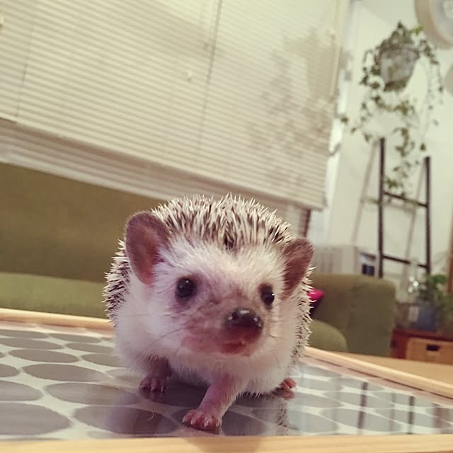 saokoさんの実例写真