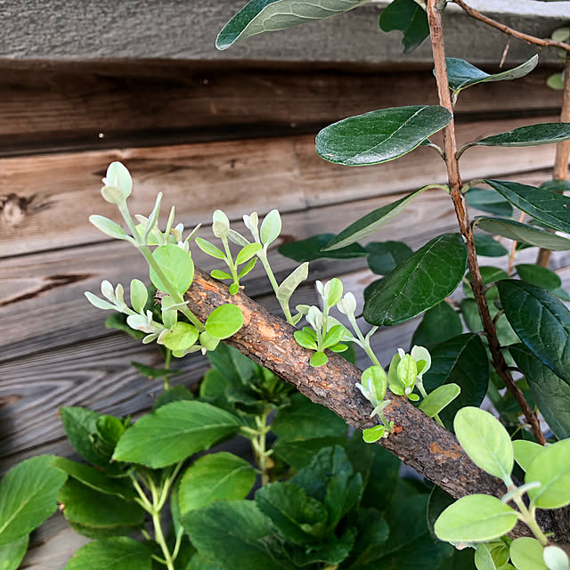 treehouseさんの実例写真
