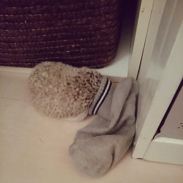 kuruさんの実例写真