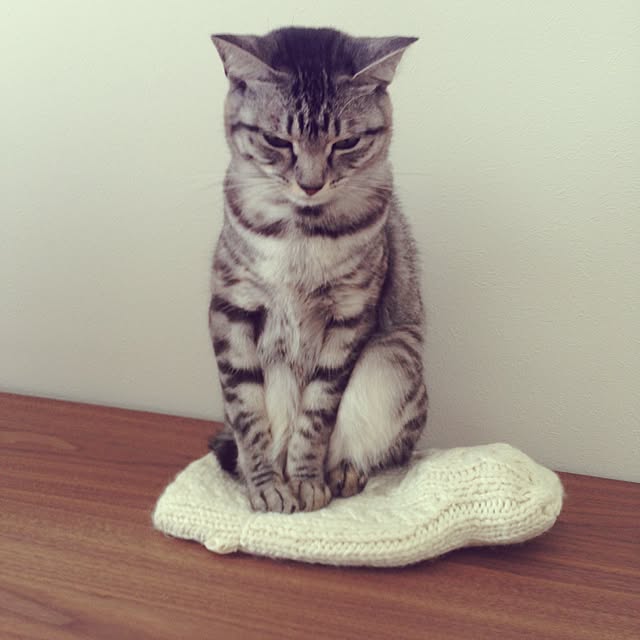 kokedamaさんの実例写真