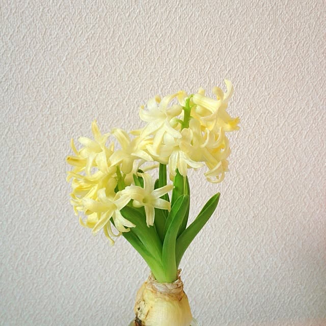 L.さんの実例写真