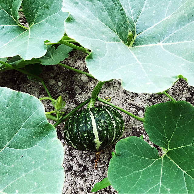 yummy5116さんの実例写真