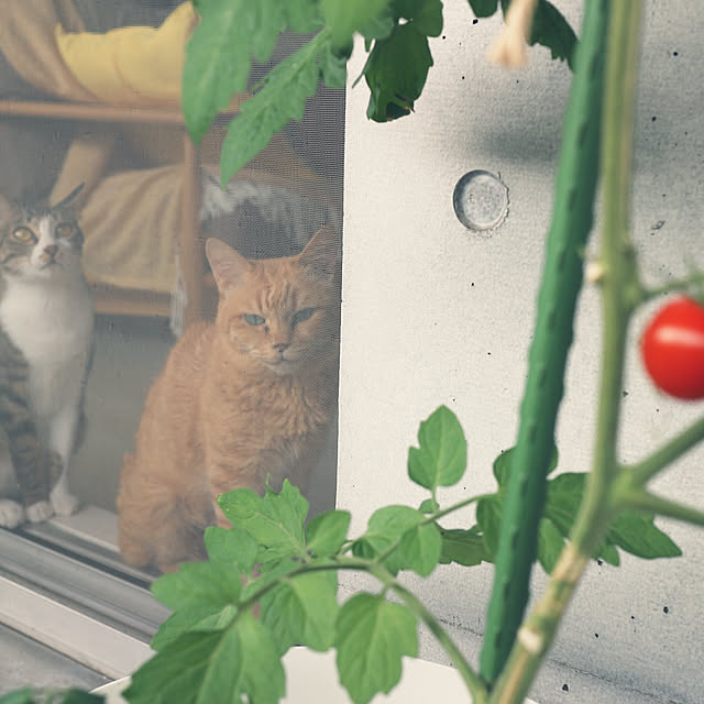 hanacocoさんの実例写真