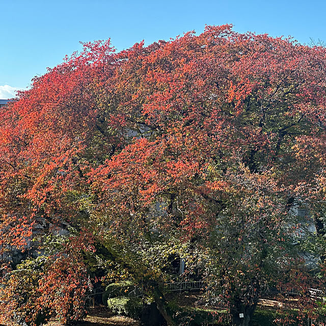yumibaaさんの実例写真