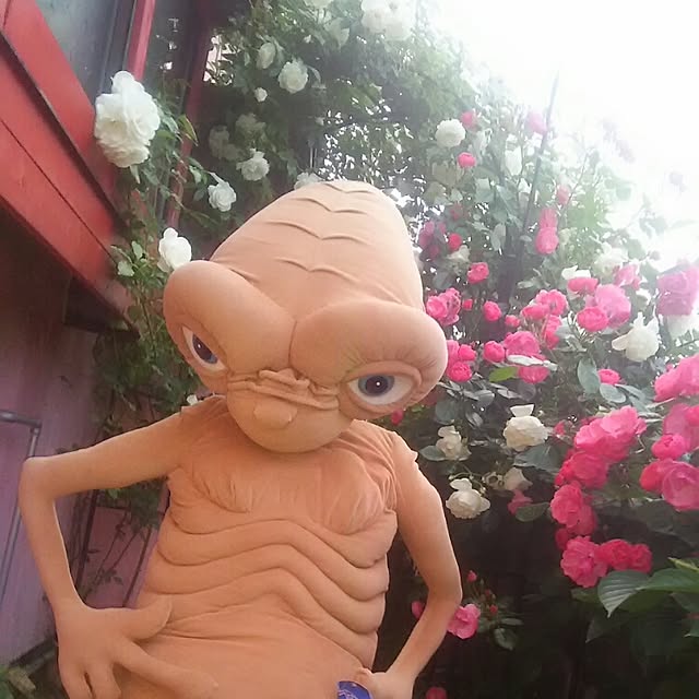 ganamiさんの実例写真
