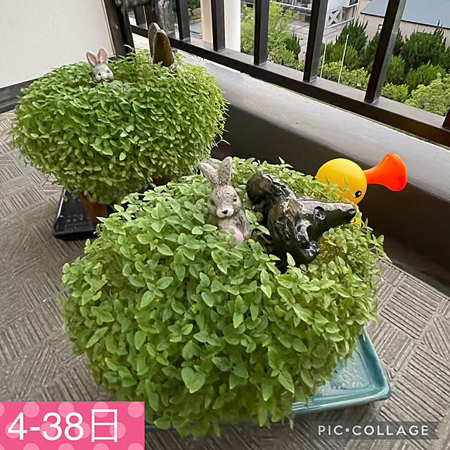 aureaさんの実例写真