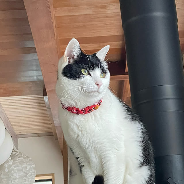nekosamaさんの実例写真