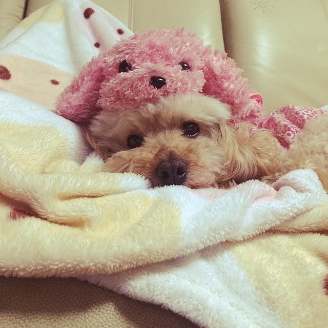 arahiさんの実例写真