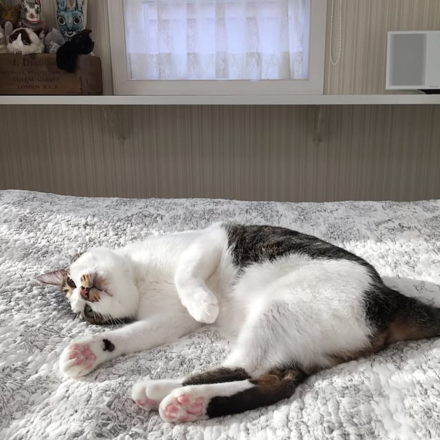 yuchiさんの実例写真