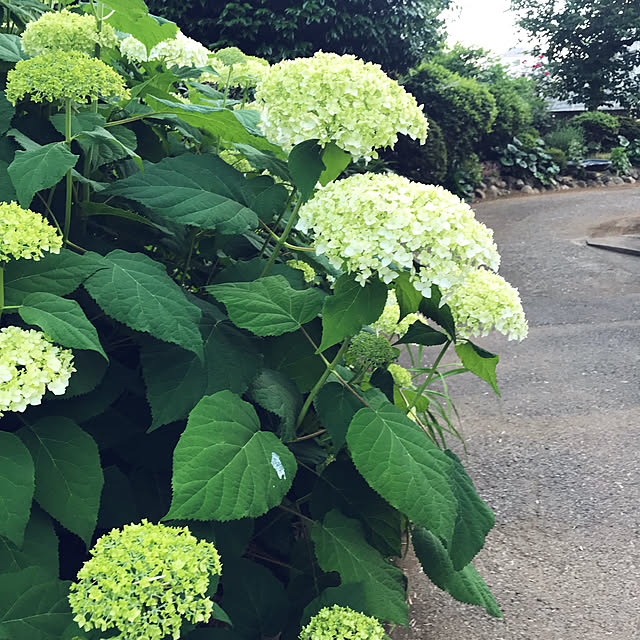 canmilmamaさんの実例写真