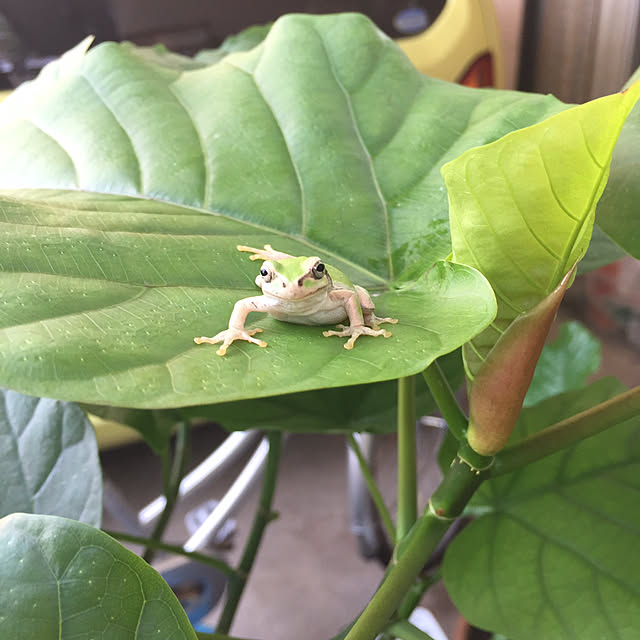 実例写真