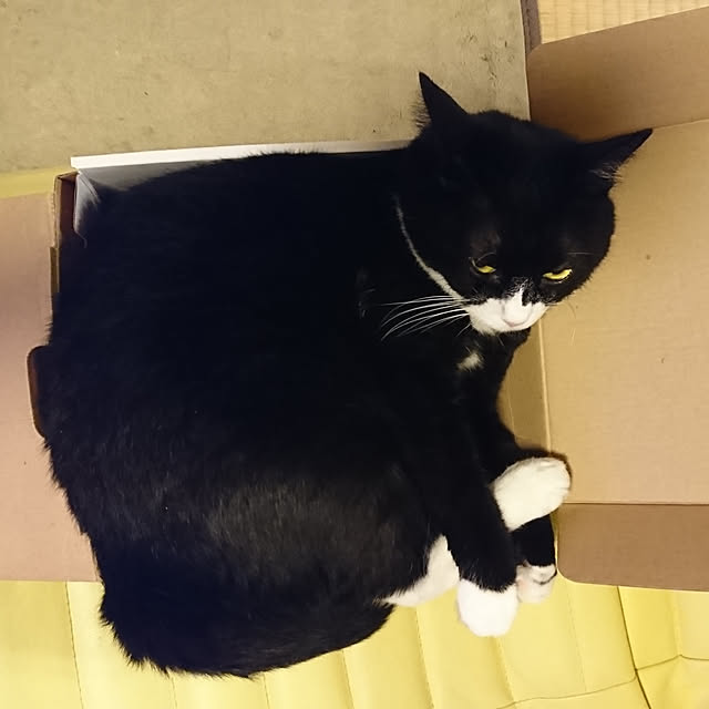 机/ねこのいる日常のインテリア実例 - 2020-02-18 09:46:05