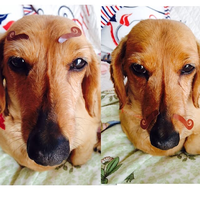 pepeさんの実例写真