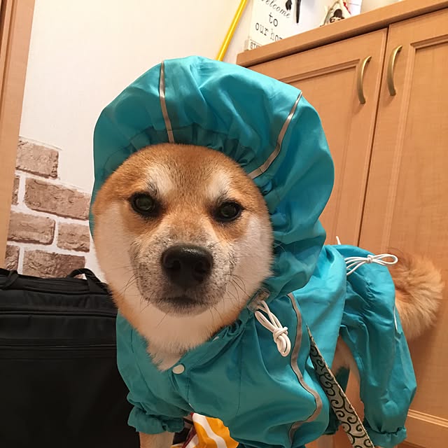 kotaさんの実例写真