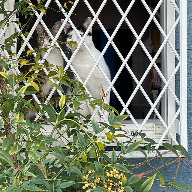 nobikoさんの部屋