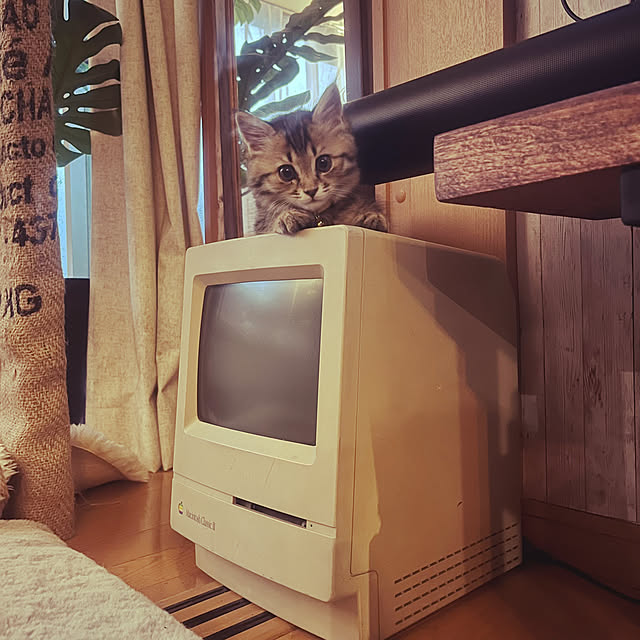 Mさんの実例写真