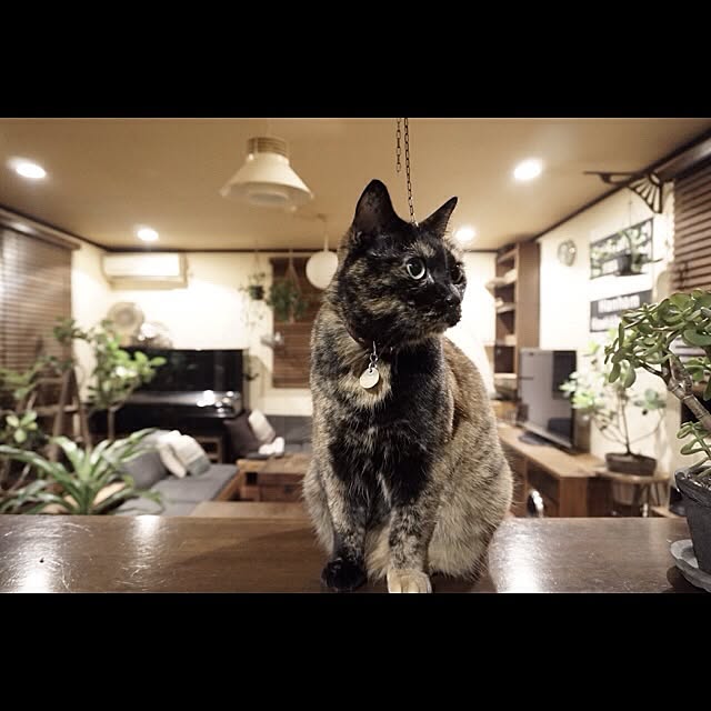 jnkaiさんの実例写真