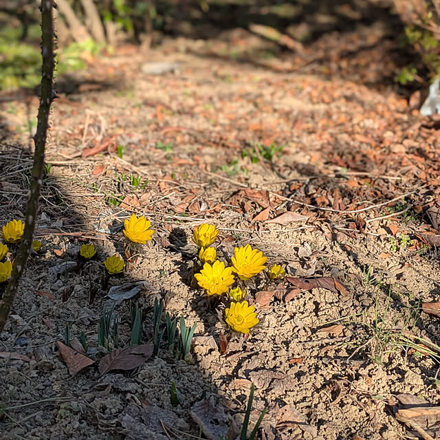 yukkin29さんの実例写真