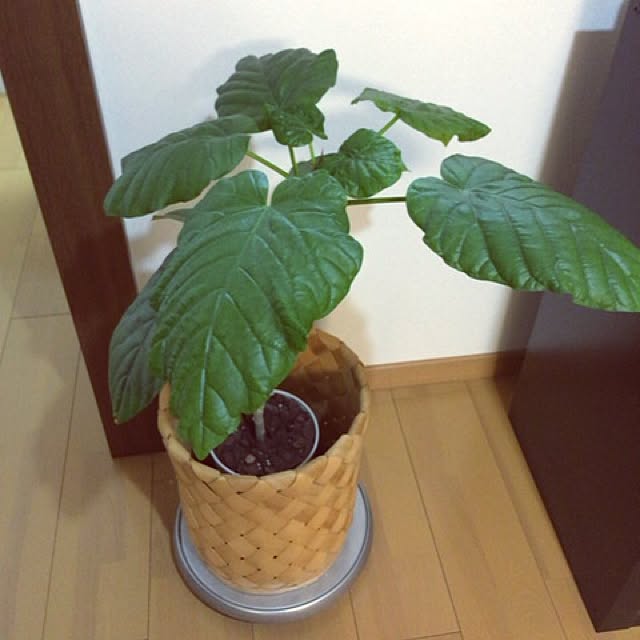 mameさんの実例写真