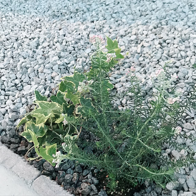 hanafubukiさんの実例写真