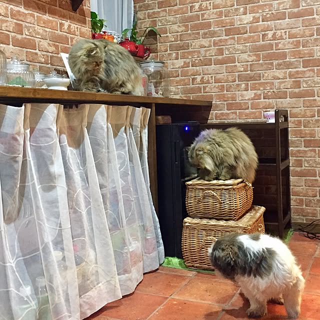 butachanさんの実例写真