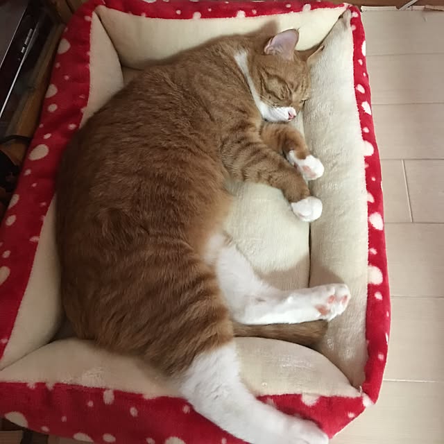 CATさんの実例写真