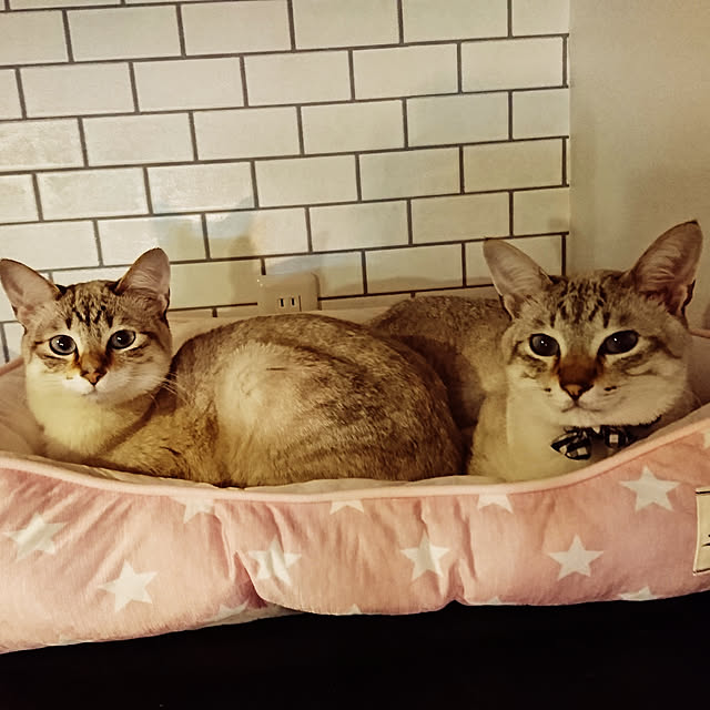 poniさんの実例写真