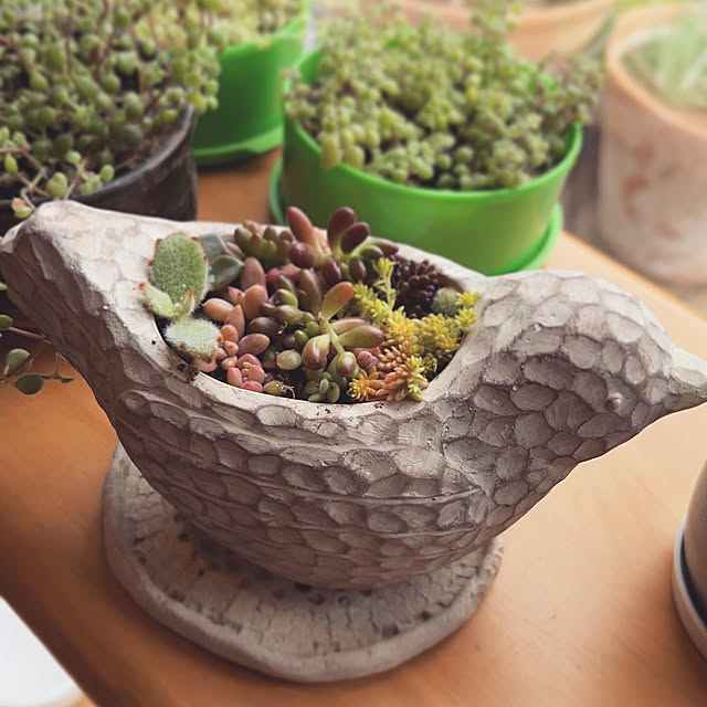 部屋全体/小鳥の雑貨/多肉植物のある暮らし/多肉寄せ植え/多肉植物...などのインテリア実例 - 2024-03-25 19:46:58