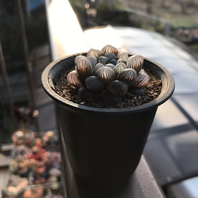 miniさんの実例写真