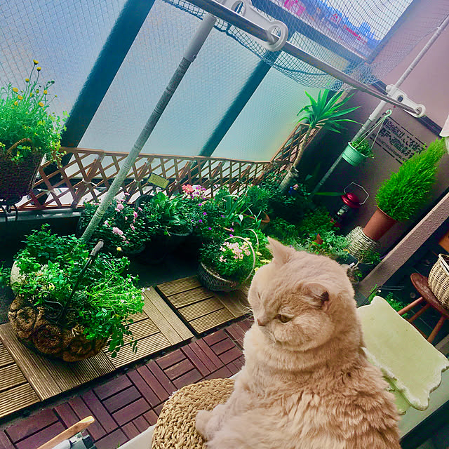 naokoさんの実例写真