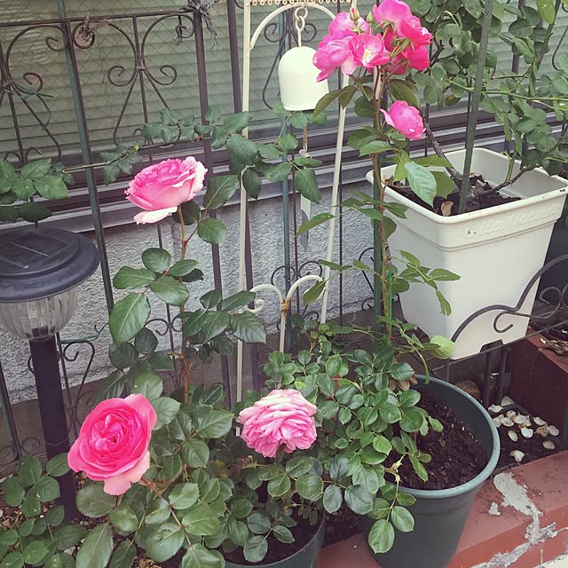 greenroseさんの実例写真