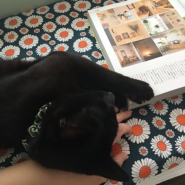 Kaoさんの実例写真