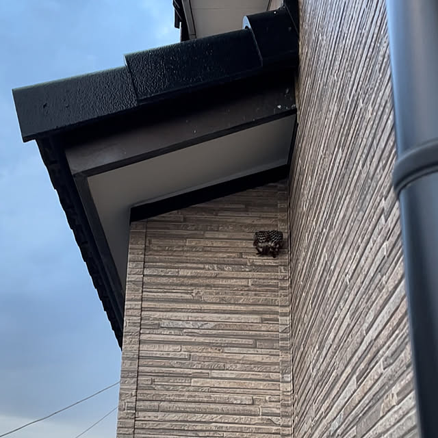 ronronさんの部屋