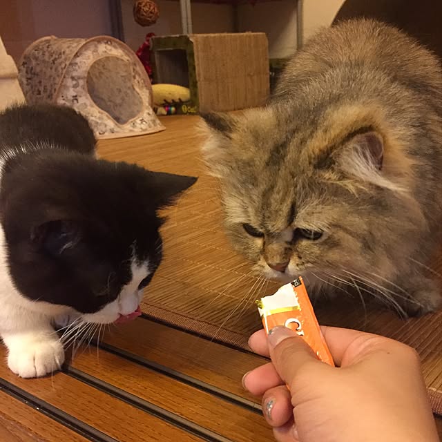 butachanさんの実例写真