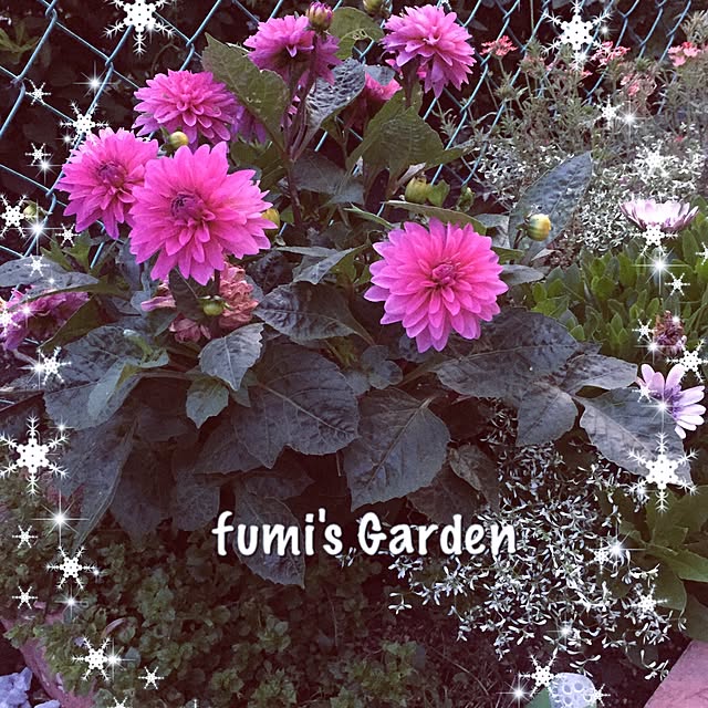 fumroniさんの実例写真