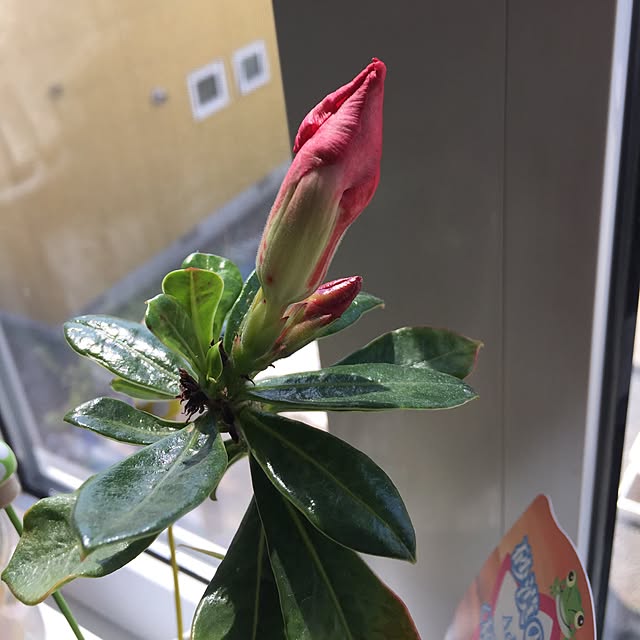 Harunaさんの実例写真