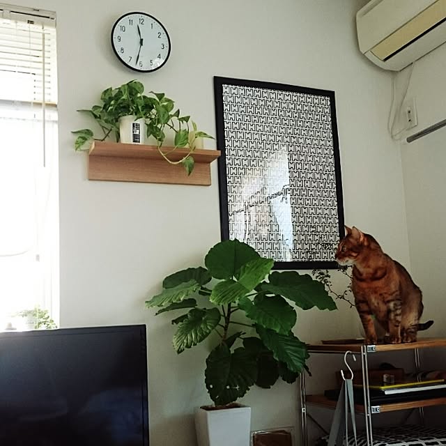 komugiさんの実例写真