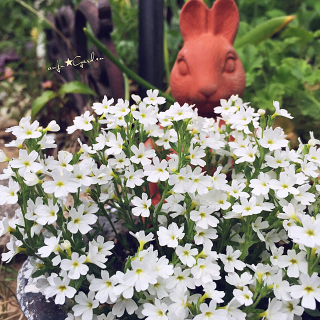 anguさんの実例写真
