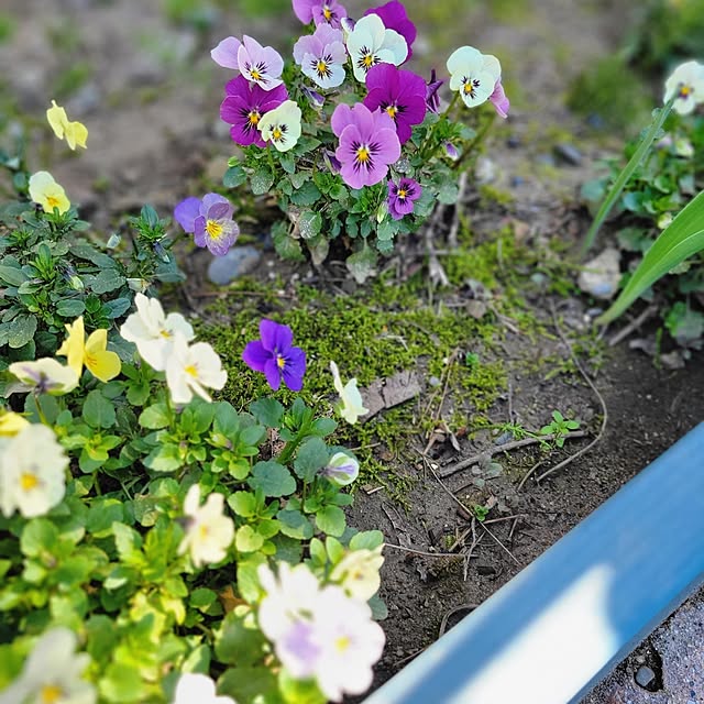 tulipさんの実例写真