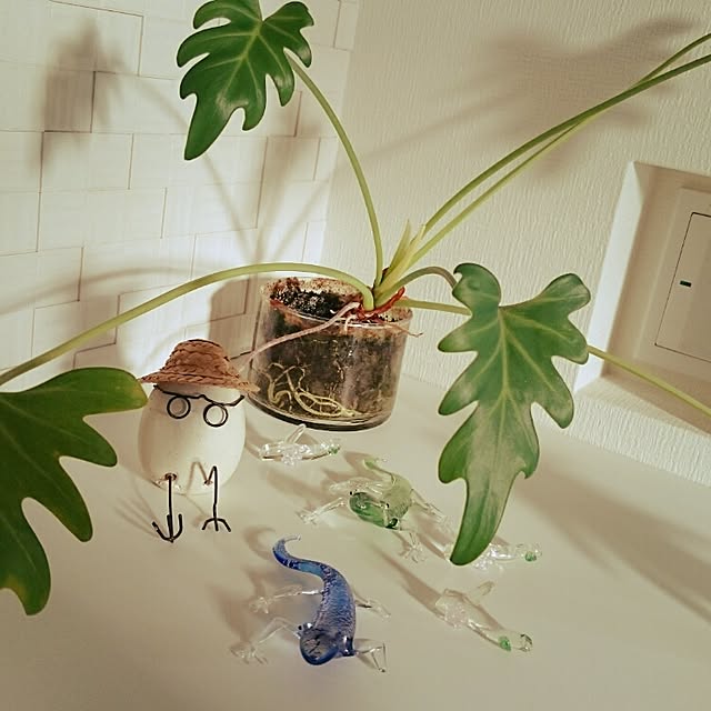 kohakuさんの実例写真