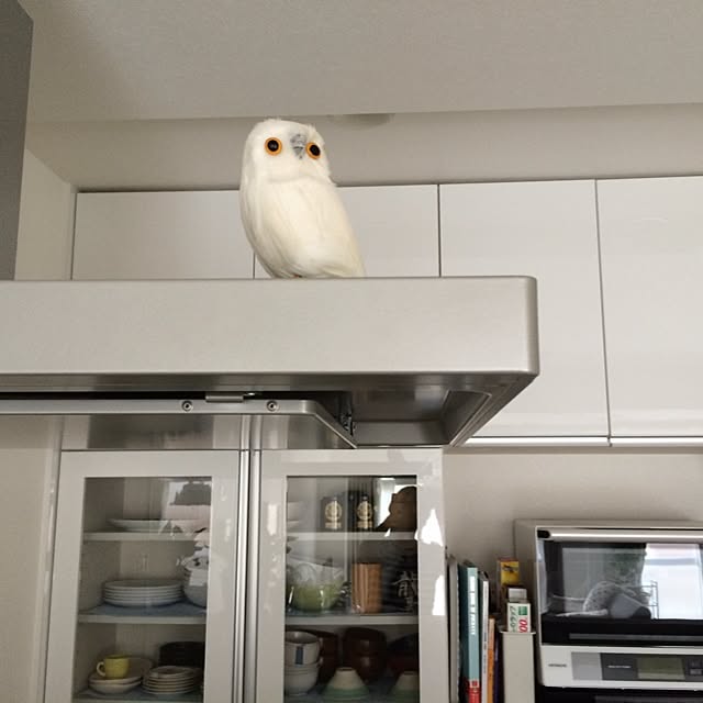 Hitomiさんの実例写真