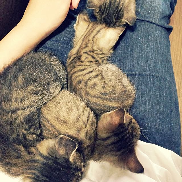 aiさんの実例写真